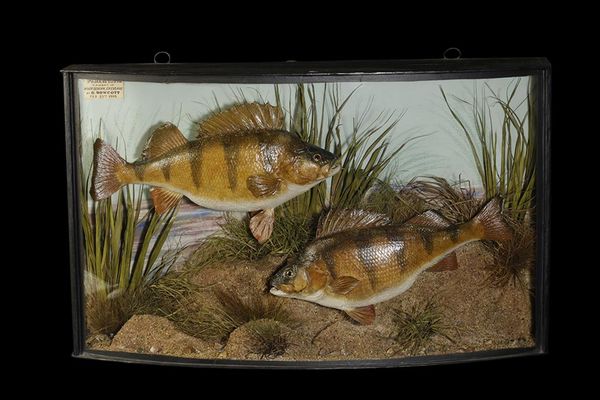 TAXIDERMY PAIR OF PERCH IN A BOW FROTED GLASS CASE