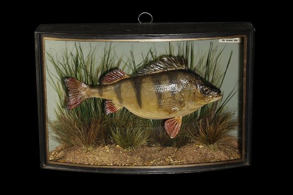 TAXIDERMY PERCH IN A BOW FRONTED CASE