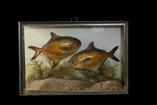 TAXIDERMY PAIR SALT WATER FISH IN GLASS FRONTED CASE