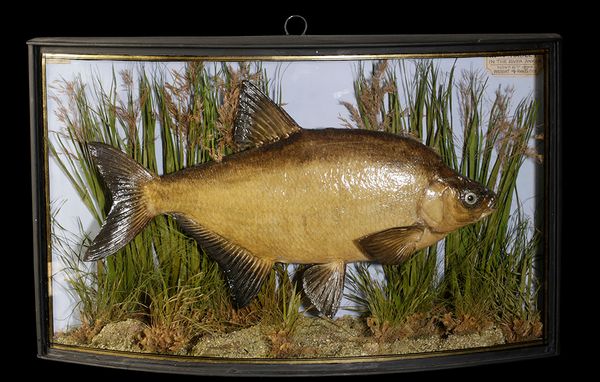 TAXIDERMY BREAM IN BOW FRONTED GLASS CASE