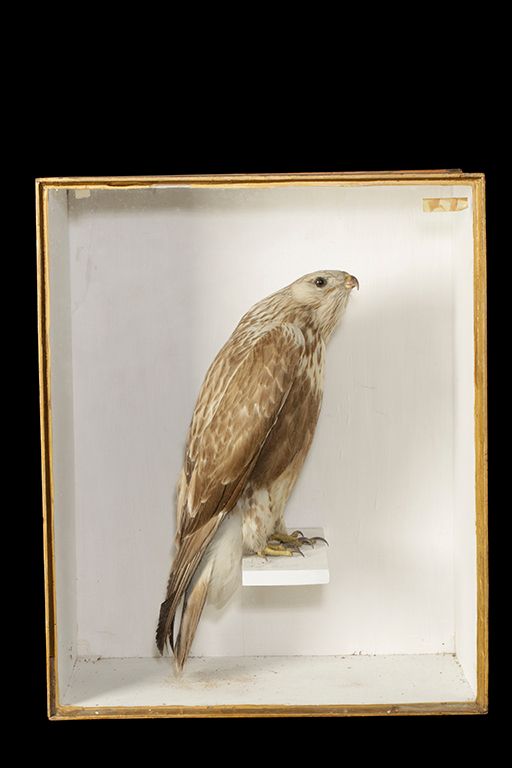 TAXIDERMY EAGLE IN GLASS FRONTED CASE