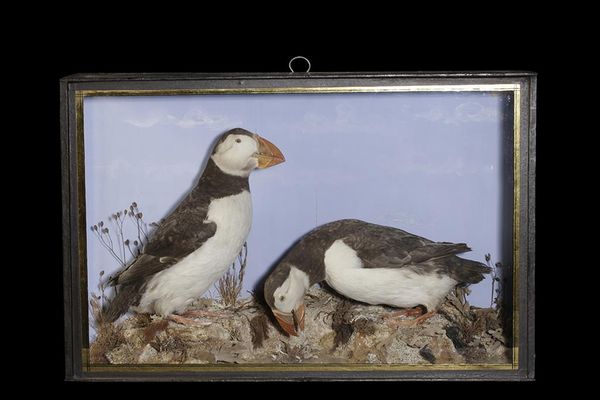 TAXIDERMY PAIR PUFFINS IN GLASS FRONTED CASE