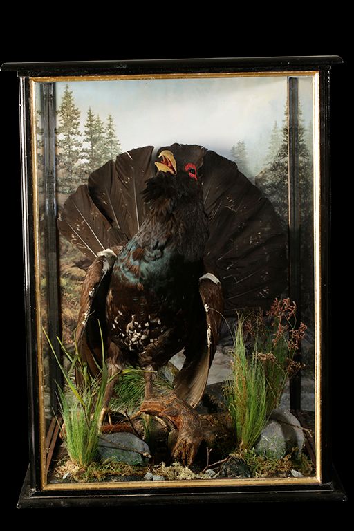 TAXIDERMY CAPERCAILLIE IN GLASS FRONTED CASE