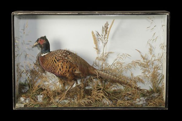 TAXIDERMY COCK PHEASANT IN GLASS FRONTED CASE