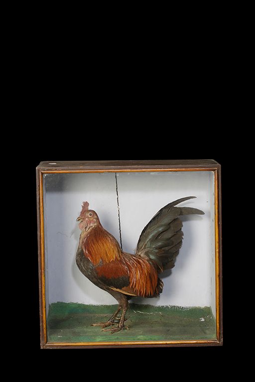 TAXIDERMY COCKEREL in glass fronted display case,