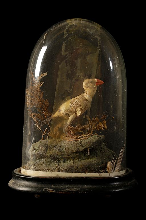 TAXIDERMY GEOSPIZA FORTIS DARWIN FINCH IN GLASS DOME CASE