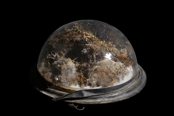 TAXIDERMY DOMED WALL CASE OF PAIR SPARROWS