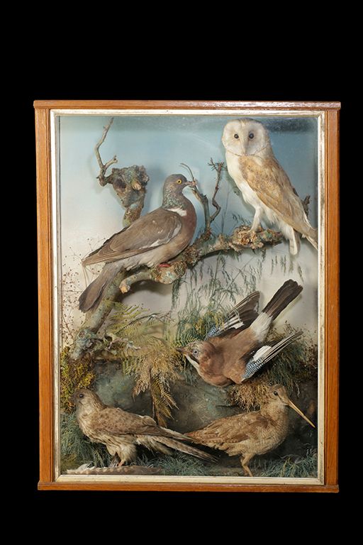 TAXIDERMY OF MIXED BIRDS IN GLASS FRONTED CASE