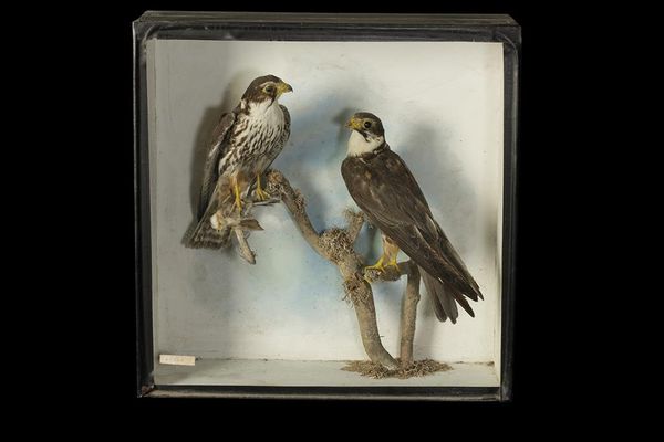 TAXIDERMY PAIR OF HOBBIES IN A GLASS FRONTED CASE