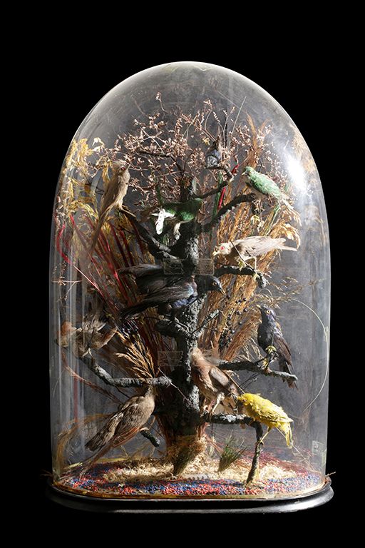 VICTORIAN GLASS DOMED CASE OF TROPICAL BIRDS