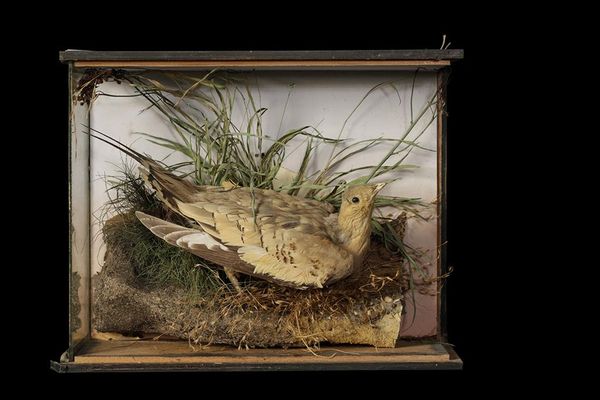 TAXIDERMY SANDGROUSE IN A DISPLAY CASE