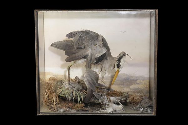 TAXIDERMY HERON IN A GLASS FRONTED CASE