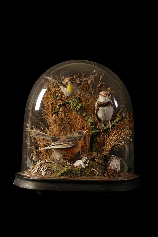 TAXIDERMY BIRDS IN GLASS DOMED CASE