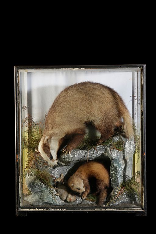 TAXIDERMY BADGER AND STOAT WITH HIS KILL OF RABBIT IN GLASS FRONTED CASE