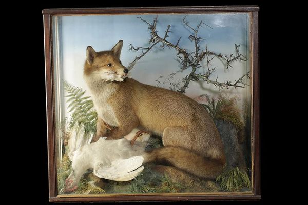 TAXIDERMY FOX WITH HIS KILL OF WHITE COCK PHEASANT