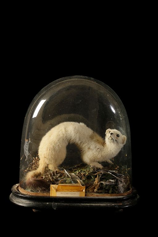 TAXIDERMY STOAT WITH WINTER COAT IN GLASS DOMED CASE