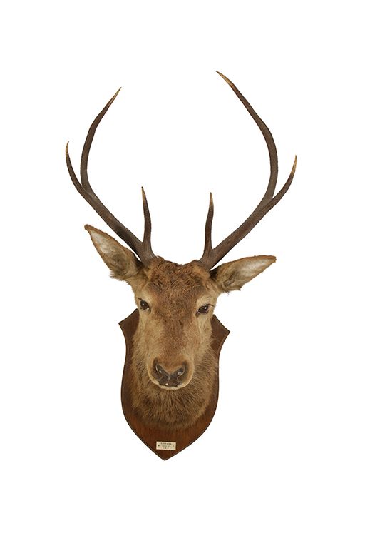 RED STAGS HEAD mounted oak shield