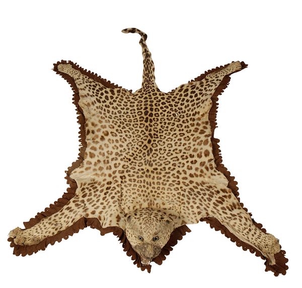 LEOPARD SKIN RUG with full mount head