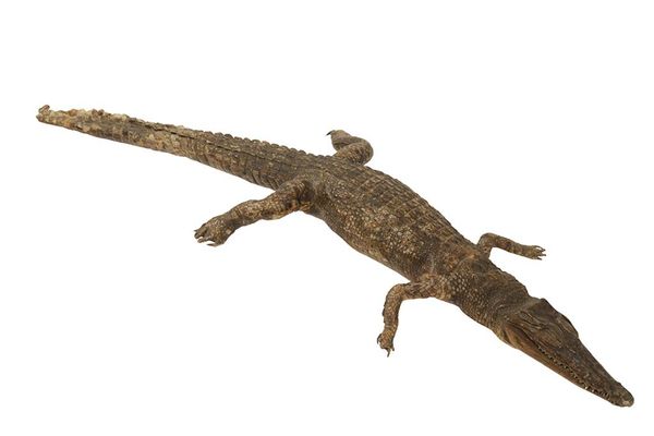 TAXIDERMY CROCODILE FULL MOUNT