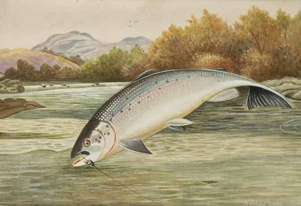 A ROLAND KNIGHT (FL. 1810-1840) a study of a leaping salmon on the hook