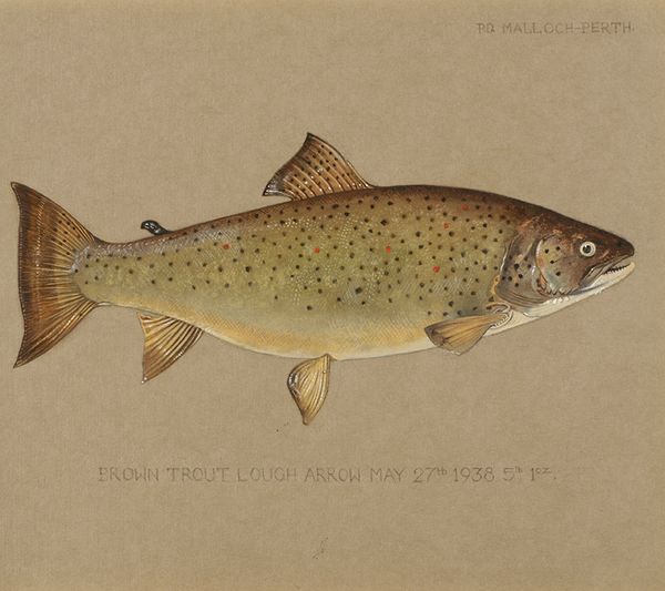 P.D. MALLOCH OF PERTH: TWO STUDIES OF BROWN TROUT