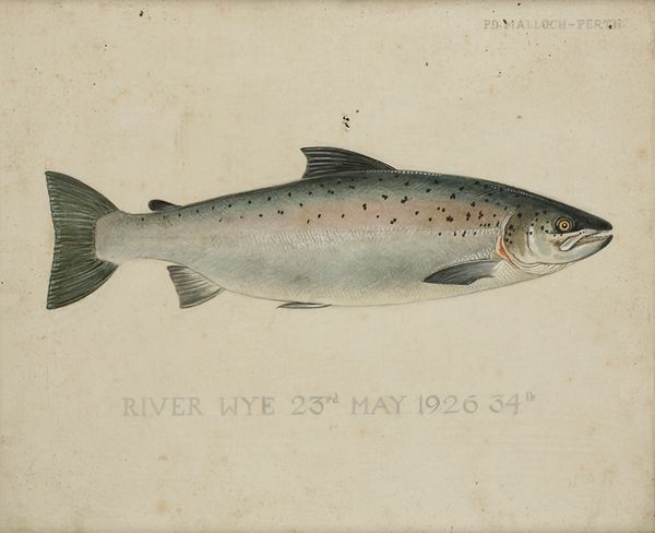 P.D. MALLOCH OF PERTH: A STUDY OF A SALMON