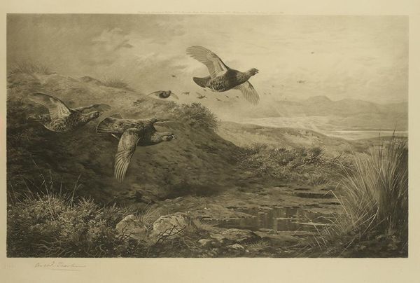 ARCHIBALD THORBURN (1860-1935) a study of red grouse in flight