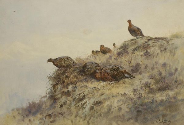 •GEORGE EDWARD LODGE (1860-1954) a covey of grouse