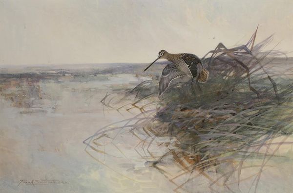 FRANK SOUTHGATE (1872-1916) a snipe in flight