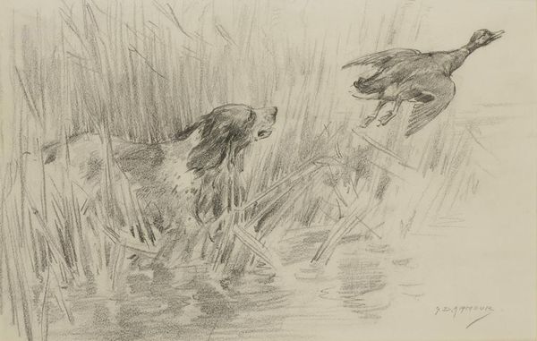 •GEORGE DENHOLM ARMOUR (1864-1949) a duck being flushed from the reeds by a dog