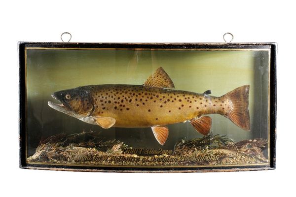 BROWN TROUT IN A BOW FRONTED GLASS CASE