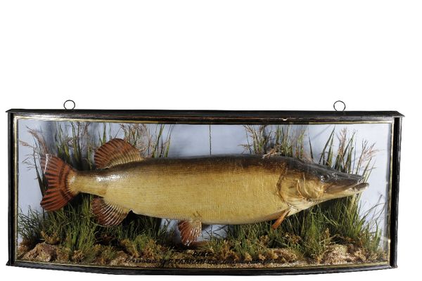 PIKE IN A BOW FRONTED GLASS CASE