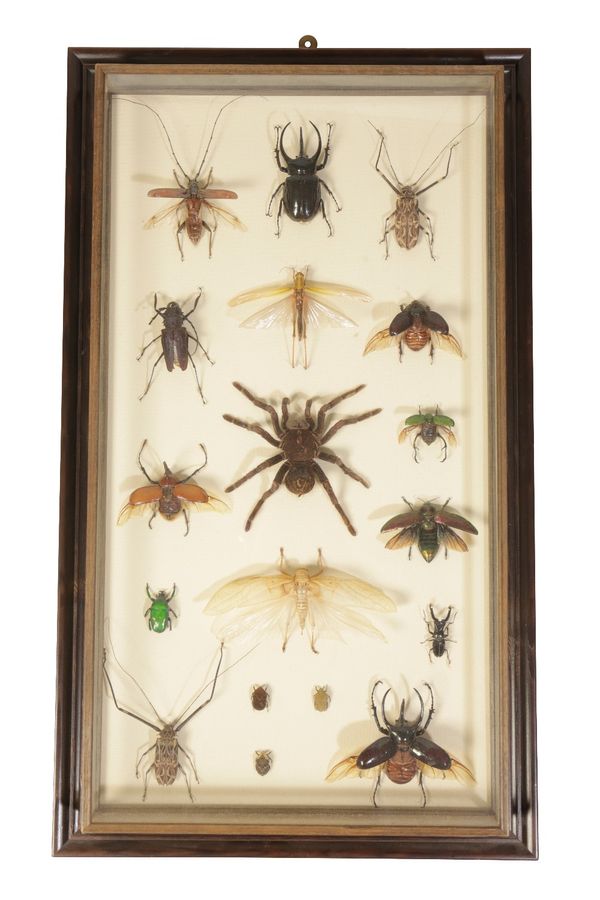 FRAMED AND GLAZED DISPLAY OF VARIOUS INSECTS