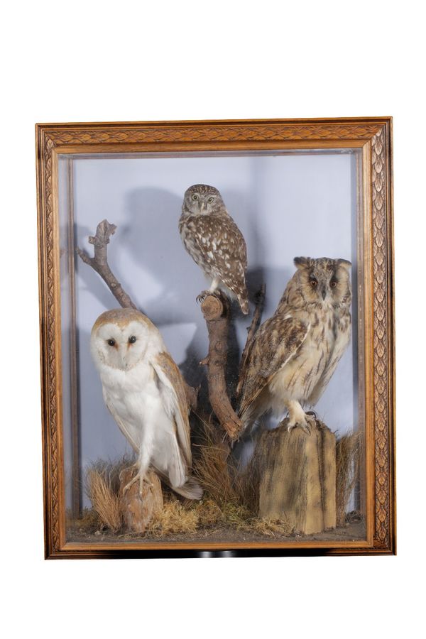 LATE 19TH CENTURY MIXED CASE OF BIRDS BY W.J. WILLMOTT TAXIDERMIST, POOLE