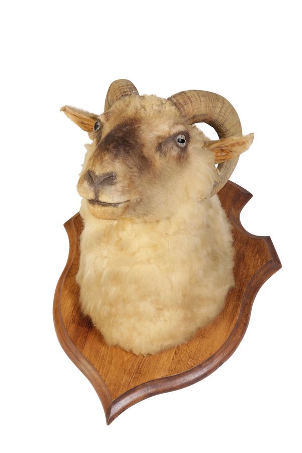 RAM'S/SHEEP'S HEAD