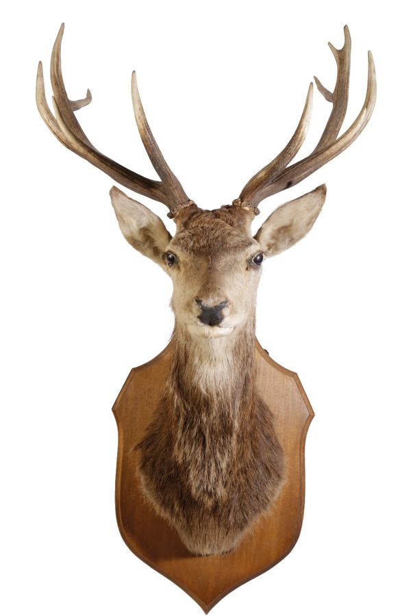 LARGE FOURTEEN POINTER STAGS HEAD