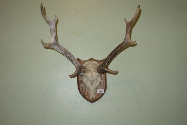 A PAIR OF MOUNTED ANTLERS