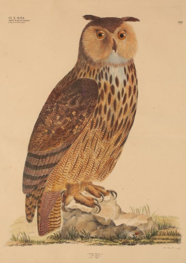 GEORG AUGUST GOLDFUSS (1872-1848) 'STRIX BUBO' A study of the Eurasian Eagle Owl