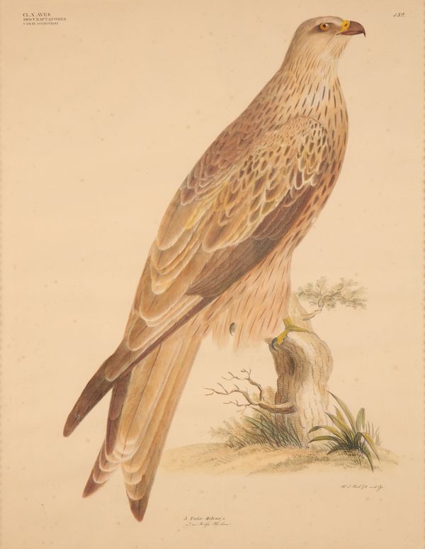 GEORG AUGUST GOLDFUSS (1872-1848) 'FALCO MILVUS' A study of a Red Kite