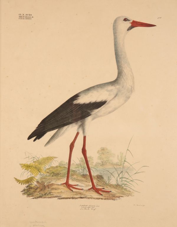 GEORG AUGUST GOLDFUSS (1872-1848) 'CICONIA ALBA' A study of a White Stork