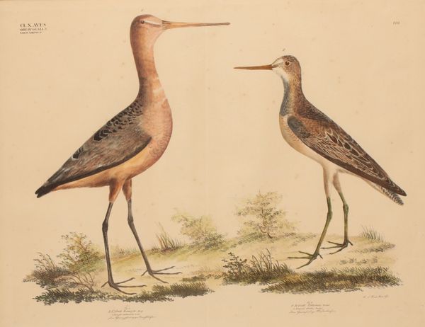 GEORG AUGUST GOLDFUSS (1872-1848) 'LIMOSA MELANURA' AND 'TOTANUS GLOTTIS'