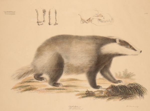 GEORG AUGUST GOLDFUSS (1872-1848) 'Meles Vulgaris' A study of the European Badger