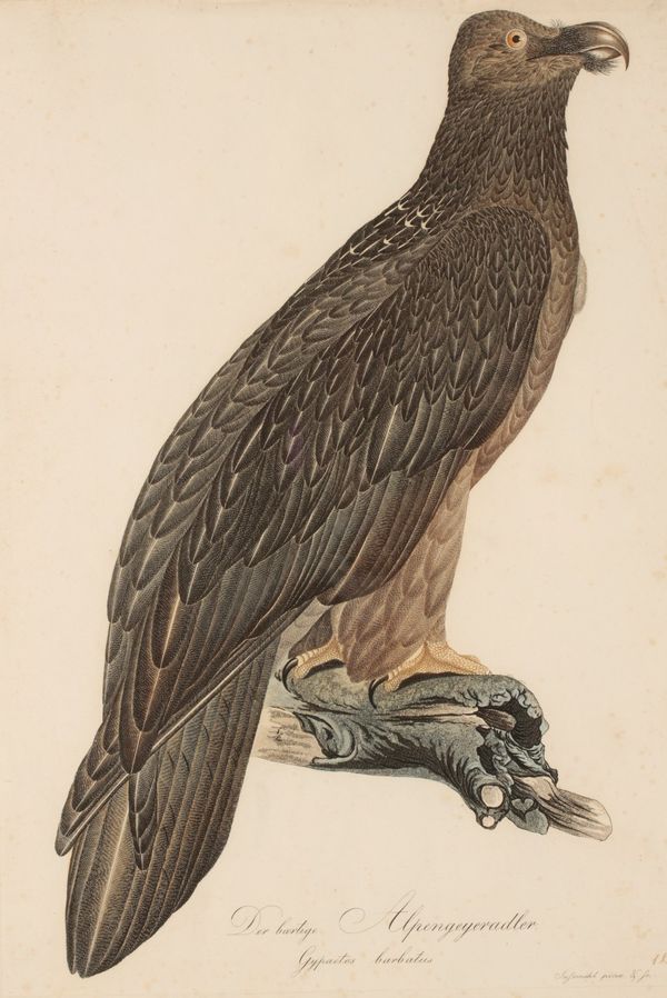 ORNITHOLOGICAL INTEREST: A SET OF SEVEN COLOURED ENGRAVINGS