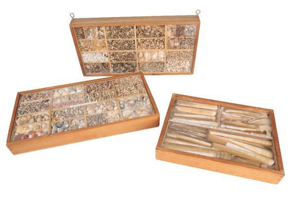 THREE CASED SETS OF SHELL SPECIMENS