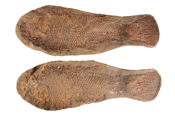 CRETACEOUS FISH FOSSIL