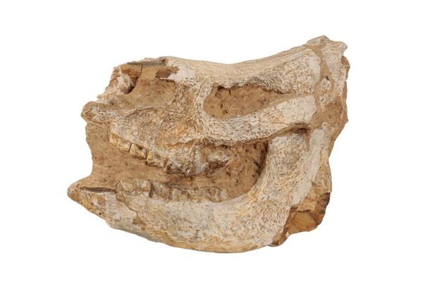 FOSSILISED AND PREPARED CHILOTHERIUM SKULL