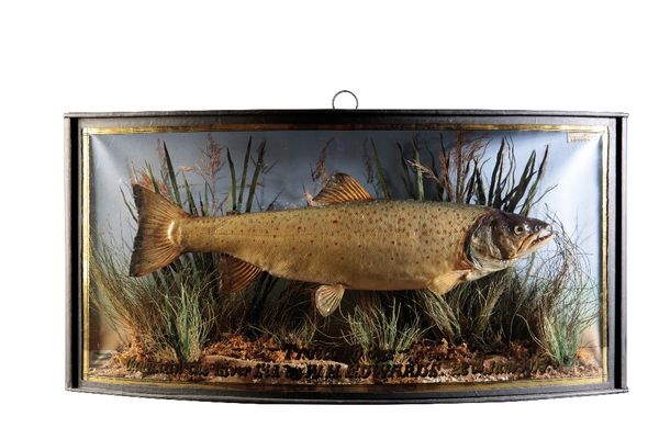 TAXIDERMY: A BROWN TROUT