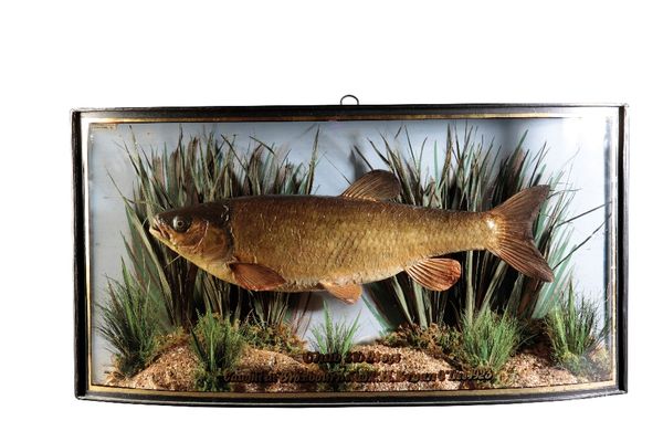 TAXIDERMY: A CHUB