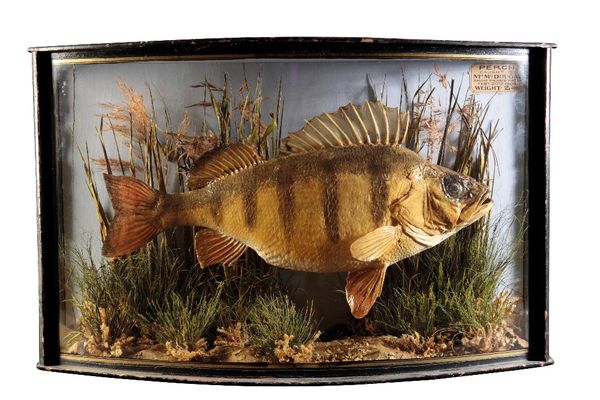 TAXIDERMY: A PERCH