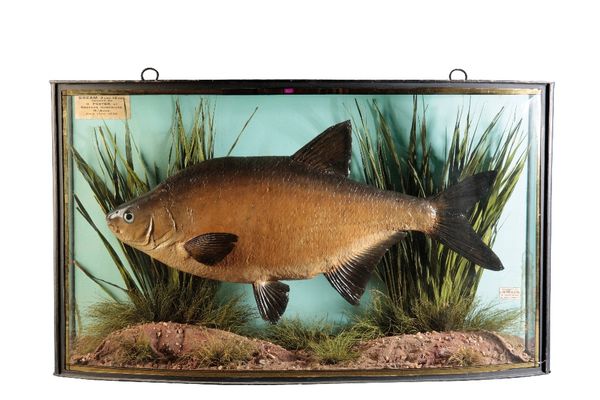 TAXIDERMY: A BREAM